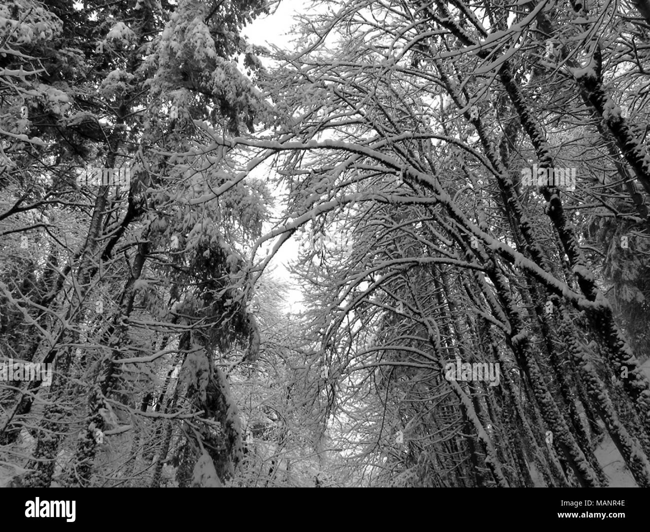 Winter Snow and Trees in Vancouver, WA Stock Photo Alamy