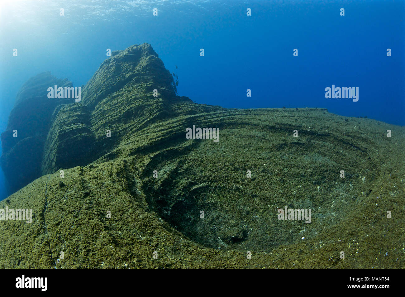 Underwater scape of El Bajón dive site, a famous volcanic seamount in Mar de las Calmas Marine Reserve (El Hierro, Canary Islands, Atlantic sea,Spain) Stock Photo