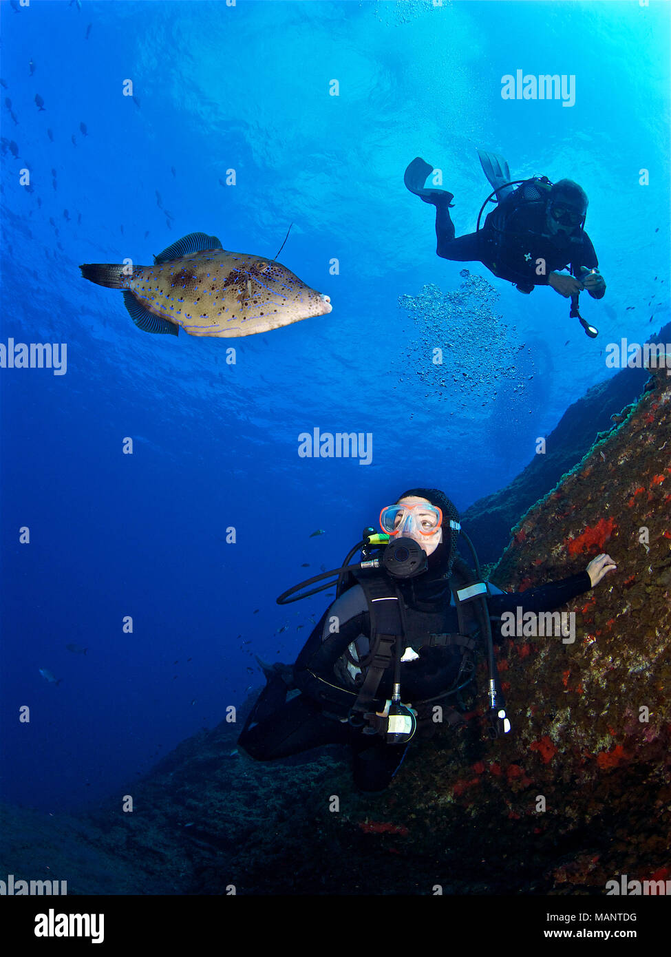 Two divers and a scrawled filefish (Aluterus scriptus) at “El Bajón” dive site in Mar de las Calmas Marine Reserve (El Hierro, Canary Islands, Spain) Stock Photo