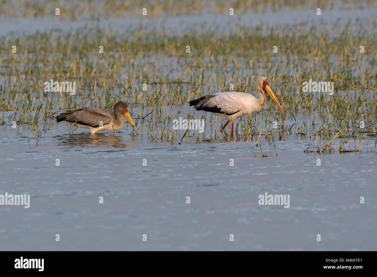 Yellow-billed Stork (Mycteria ibis), lake Zway, Ethiopia Stock Photo