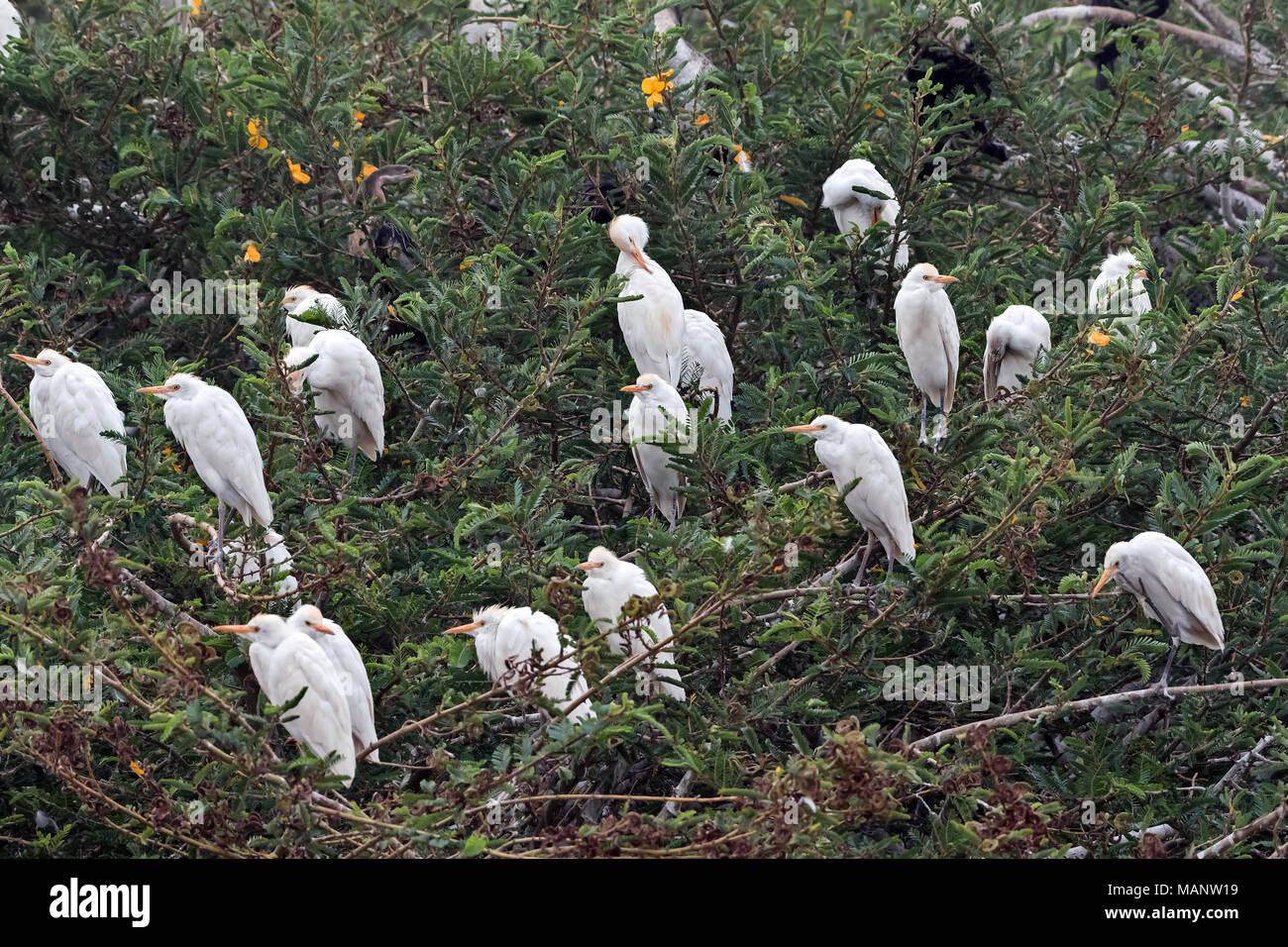 Cattle Egrets (Bubulcus ibis), lake Zway, Ethiopia Stock Photo