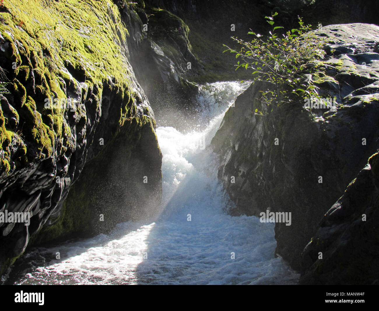 Lava Canyon Trail in Washington Stock Photo - Alamy