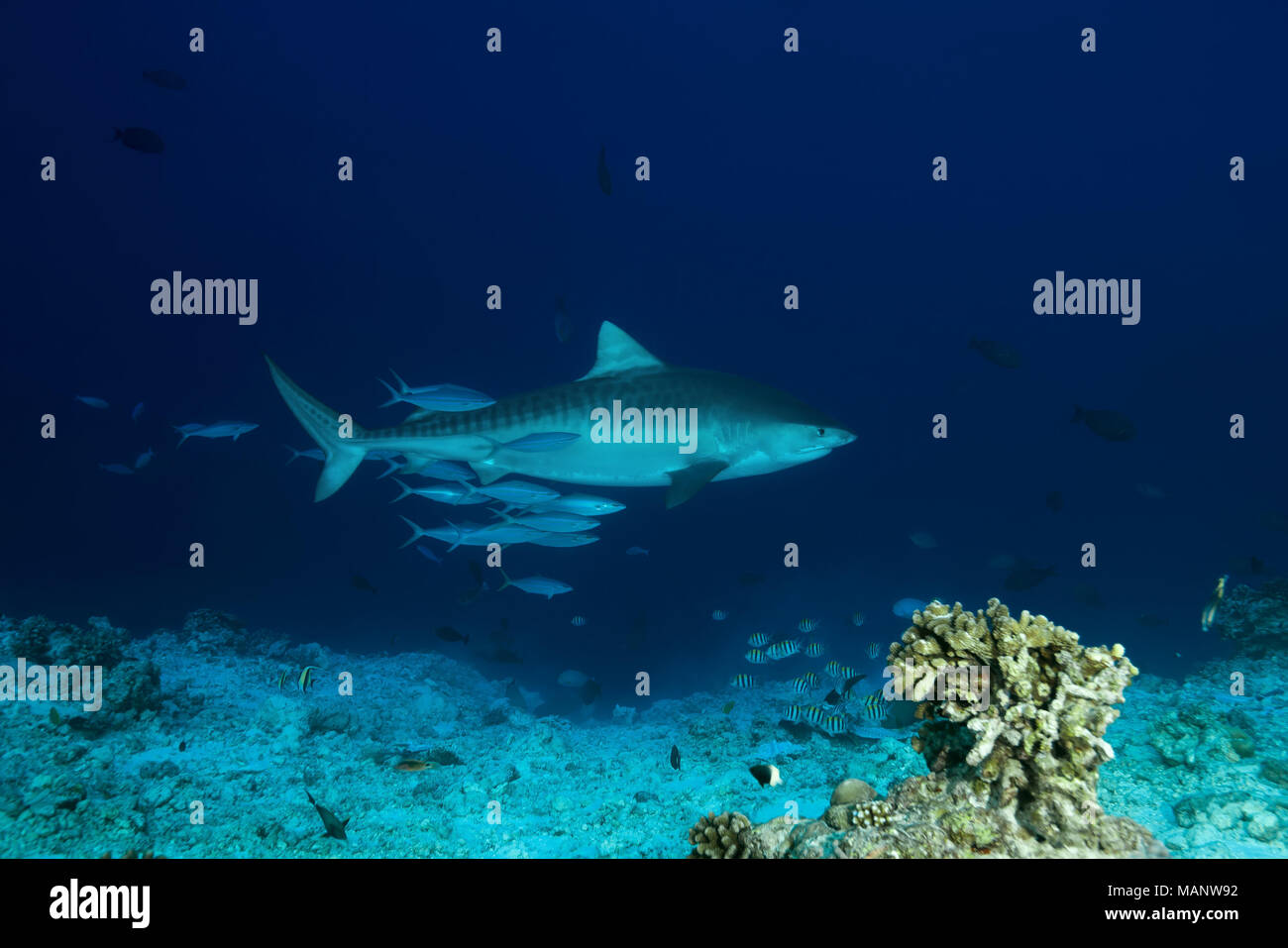 Tiger Shark (Galeocerdo cuvier) swimas with school of fish over coral reef Stock Photo