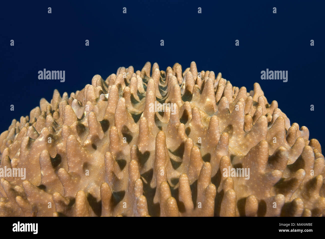 Soft coral - Leather Coral (Sinularia gibberosa) Stock Photo