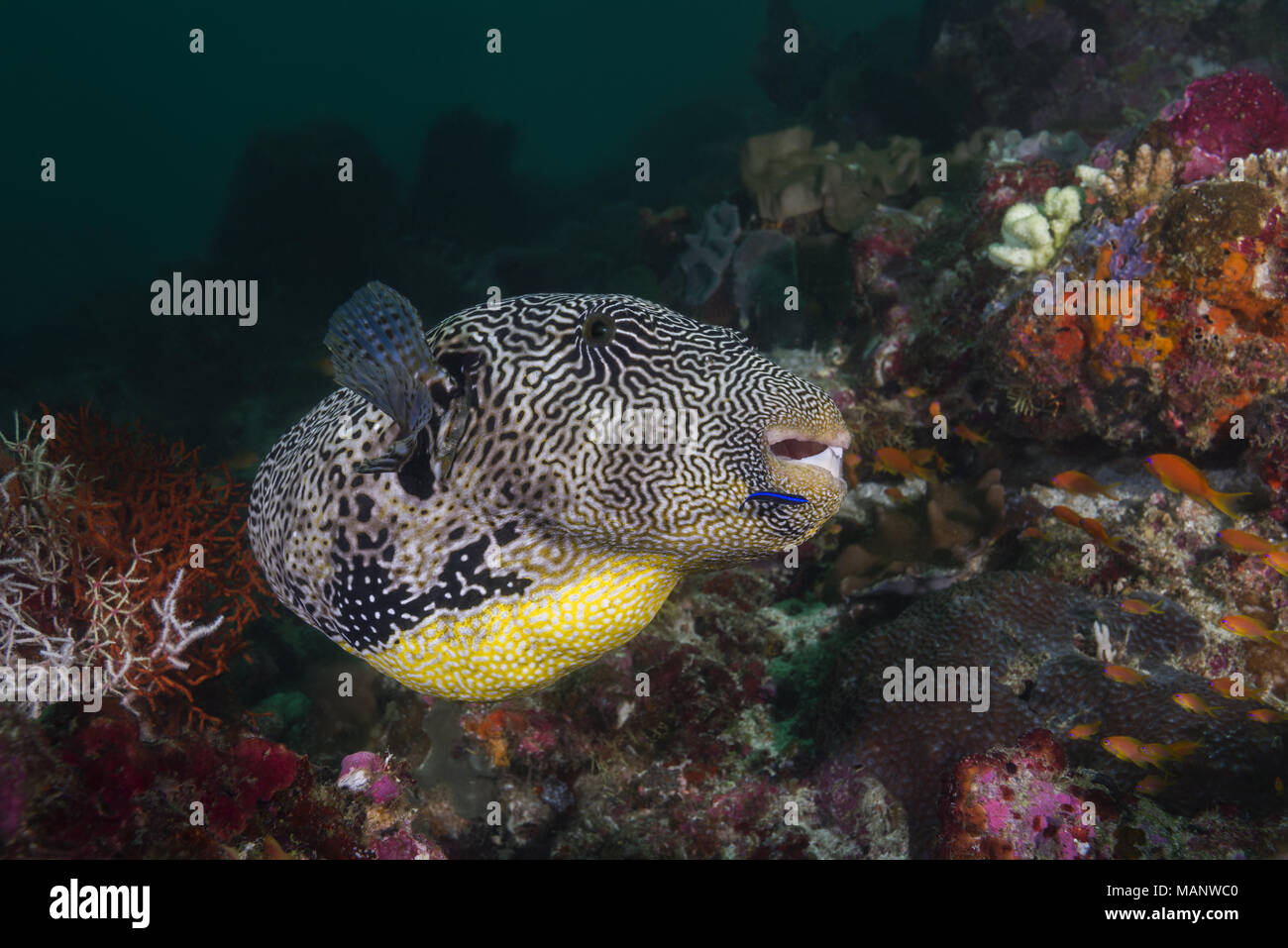 Map Puffer (Arothron mappa) on the cleaning station Stock Photo