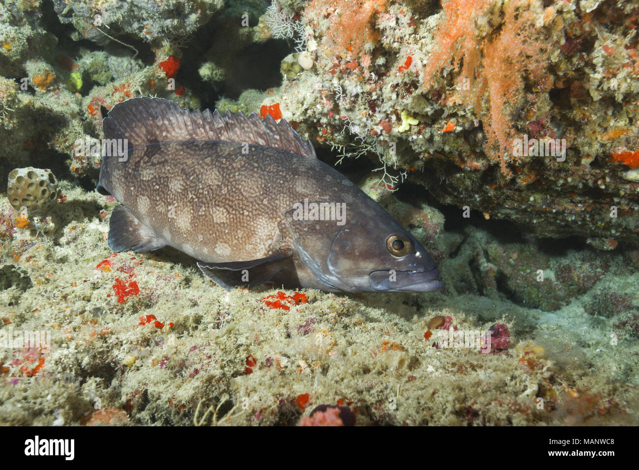 Whitespotted grouper (Epinephelus coeruleopunctatus) near coral reef Stock Photo