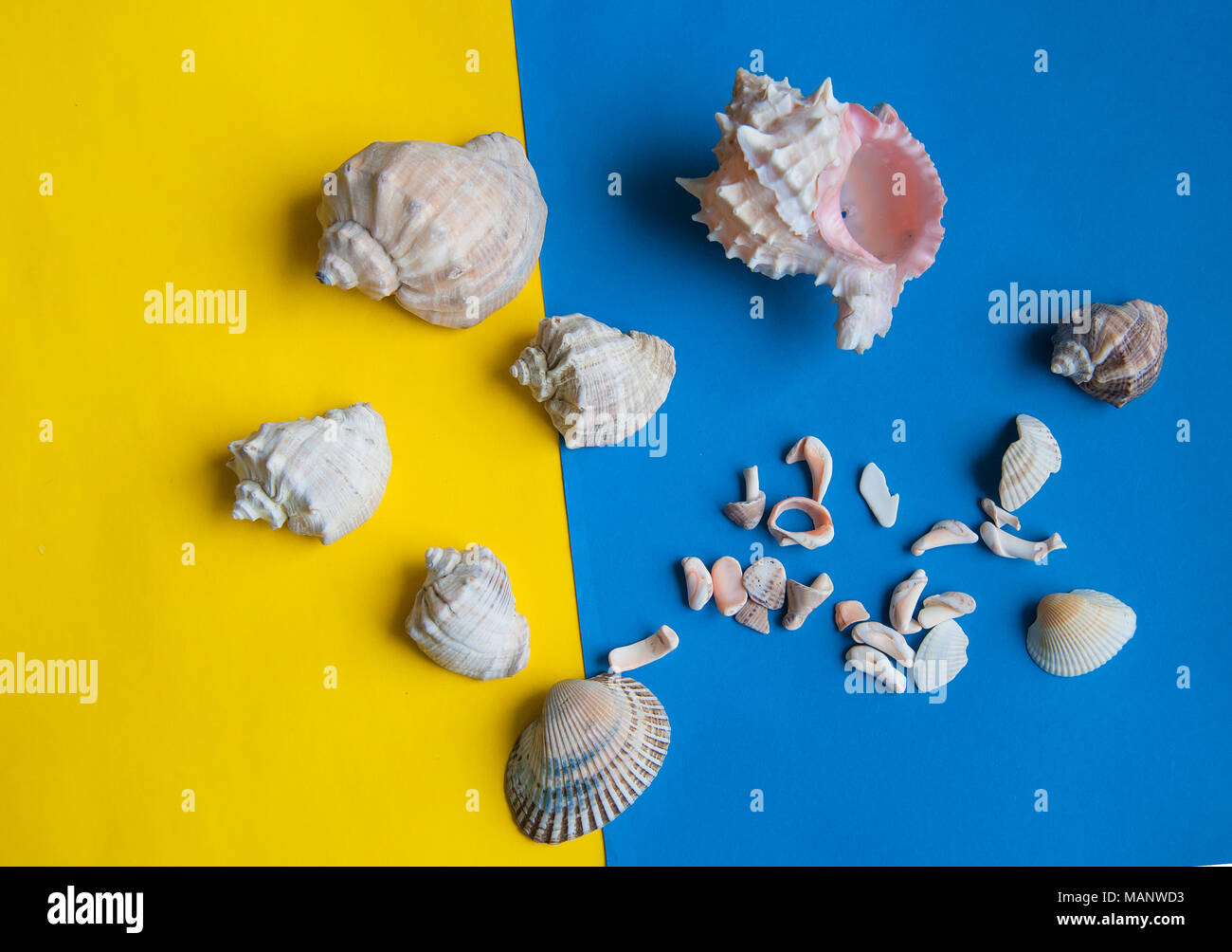 shells lie on colored paper Stock Photo