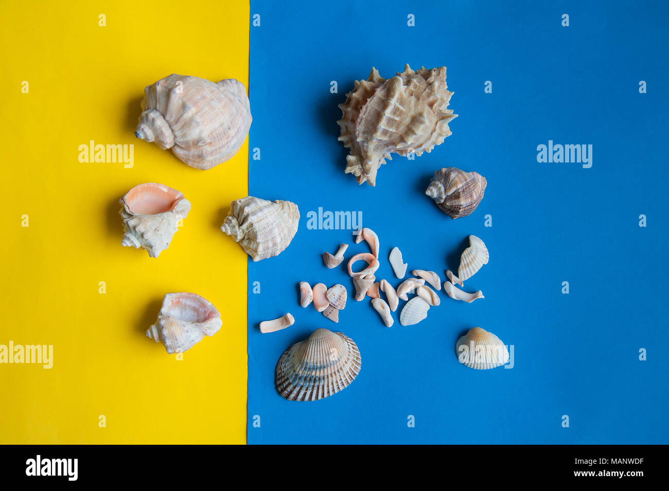 shells lie on colored paper Stock Photo