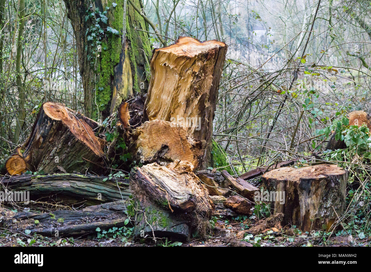 Removal of old rotting trees Stock Photo Alamy