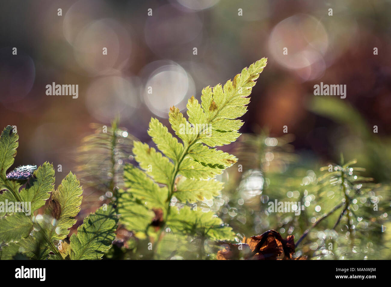 Sunlit fern, bracken close up, bokeh background, forest floor Stock Photo