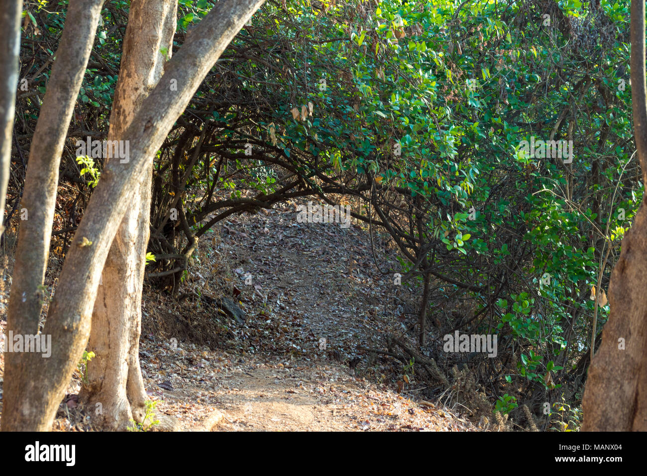 Nature Trails through the forest with Flora and Fauna in the warmth of the Indian summer Stock Photo