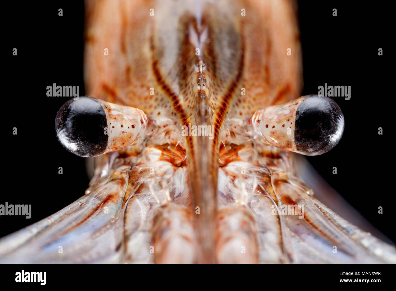 A close up of a common prawn and eyes, Palaemon serratus, caught in a prawn trap that had been lowered off a pier. Studio picture Dorset England UK GB Stock Photo