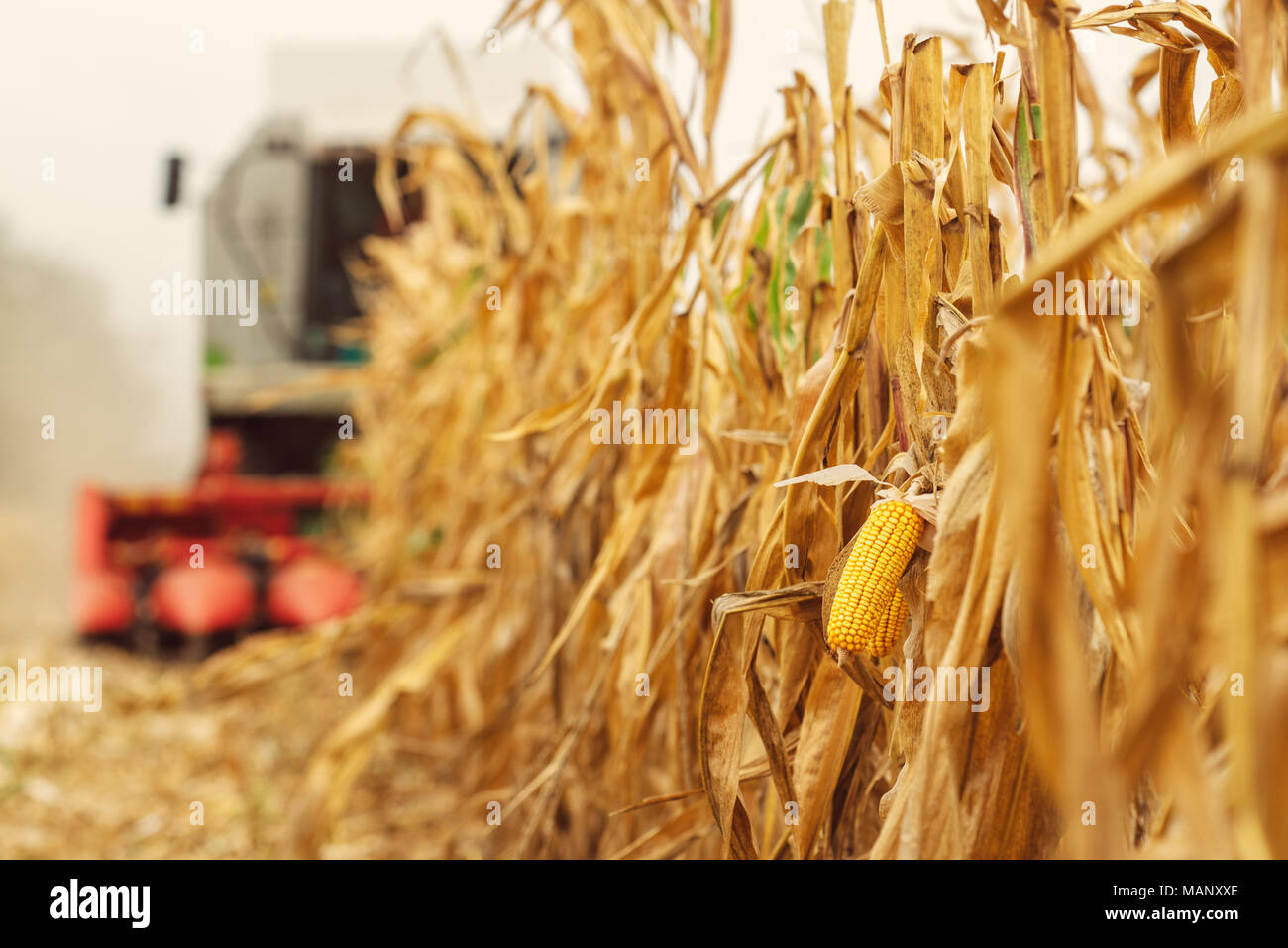 Harvesting corn crop field. Combine harvester working on plantation. Agricultural machinery gathering ripe maize crops. Stock Photo