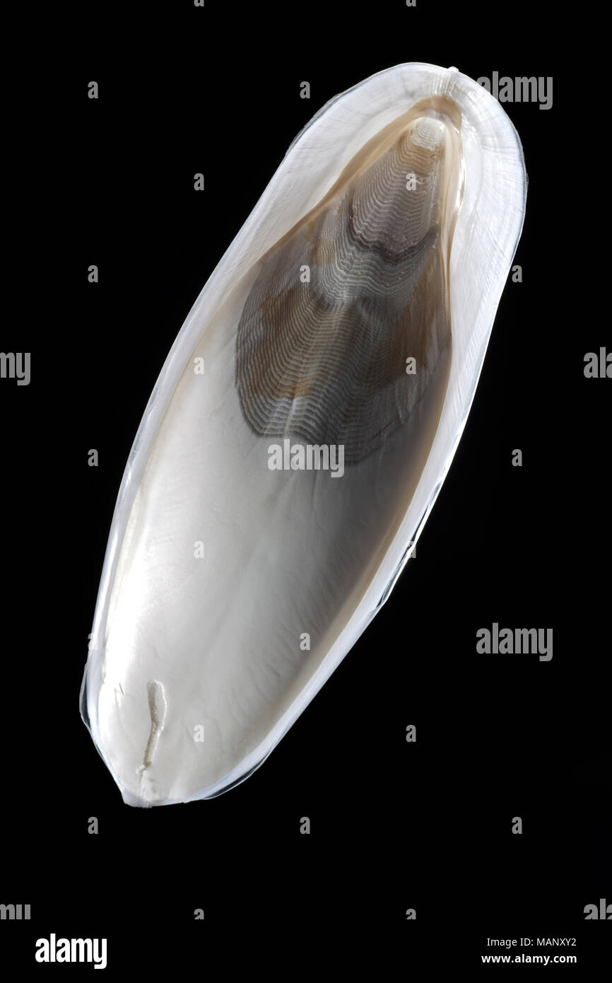 A cuttlebone from the cuttlefish Sepia officinalis caught in the English Channel Dorset UK photographed on a black background. Stock Photo