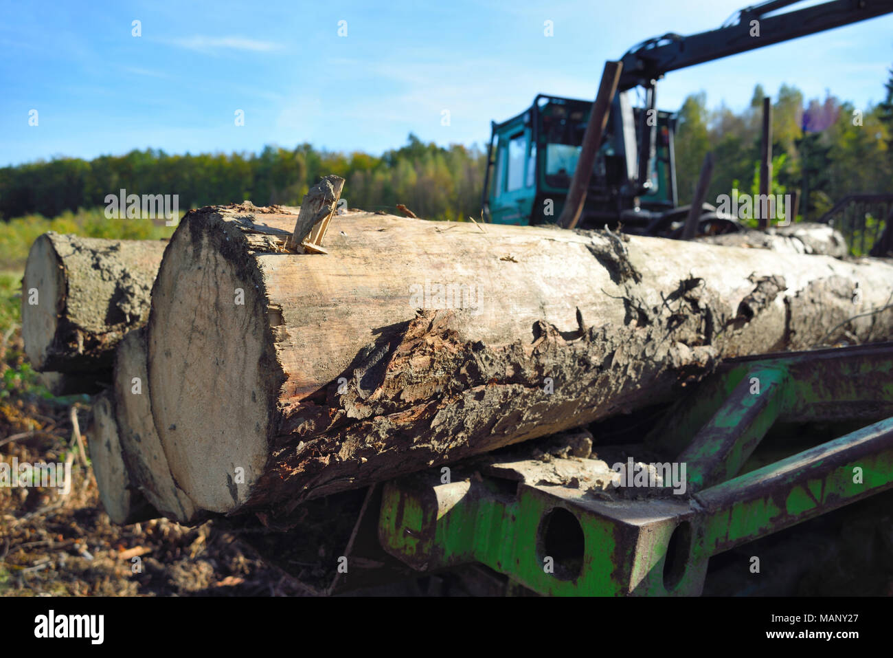 Lumber industry scene with pile of wood or tree trunks and tractor machinery. Stock Photo