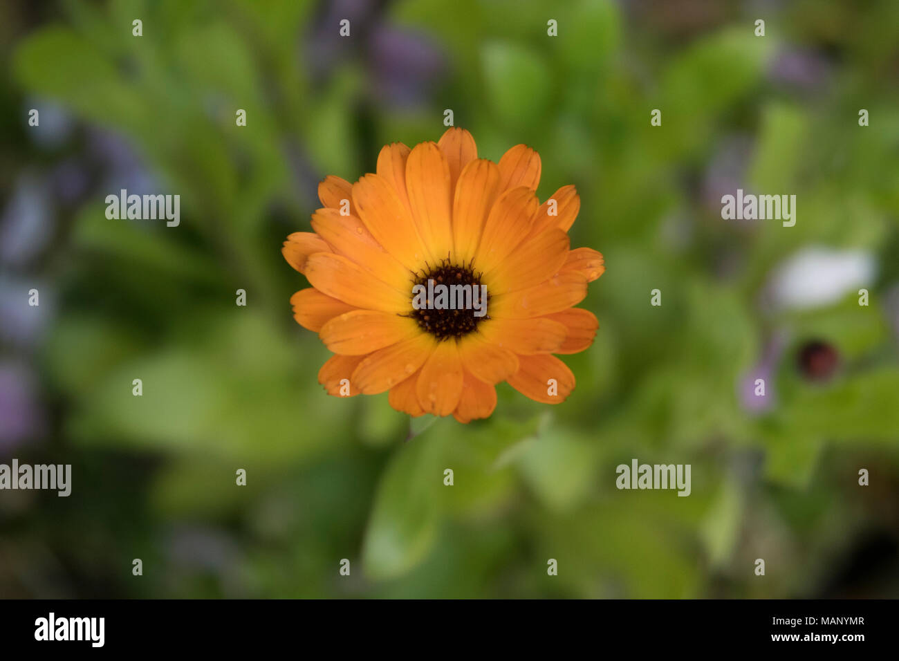 Close-up of a Glandular Cape Marigold taken at the Burren Perfumery, Ireland  Stock Photo - Alamy