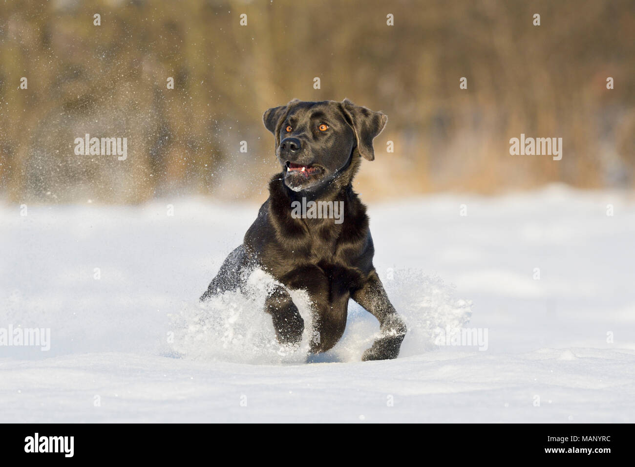 Labrador dog in snow Stock Photo - Alamy