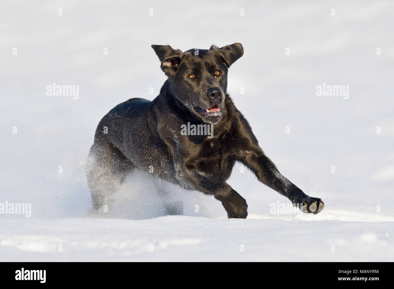 Labrador dog in snow Stock Photo - Alamy