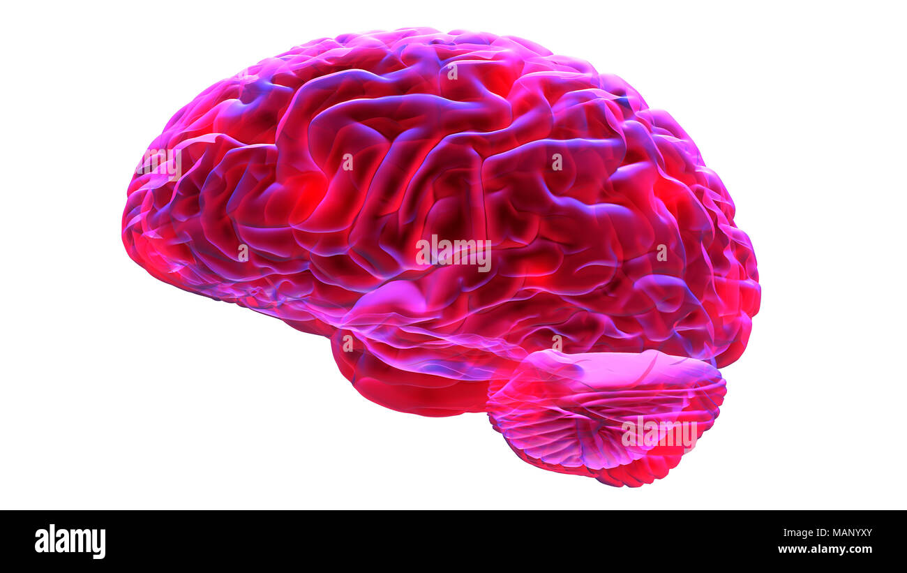 Human brain isolated on white background. 3D render Stock Photo - Alamy