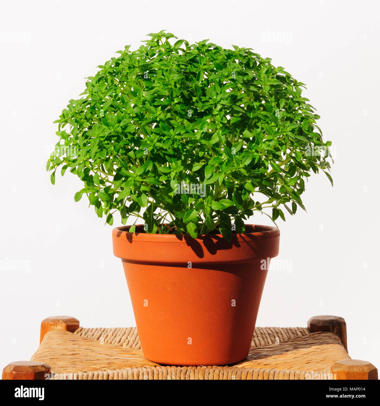 Manjericos (basil), a popular gift during the Santo Antonio festivities in Alfama district. Lisbon, Portugal Stock Photo