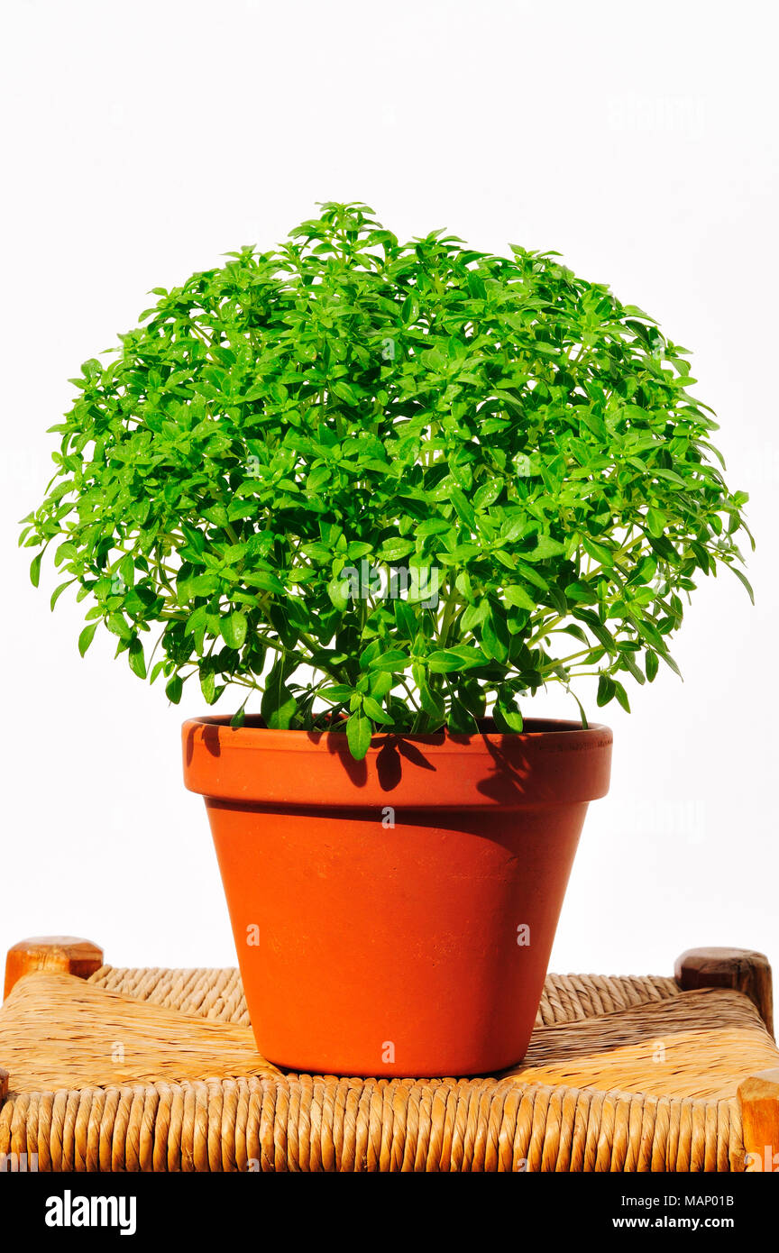 Manjericos (basil), a popular gift during the Santo Antonio festivities in Alfama district. Lisbon, Portugal Stock Photo