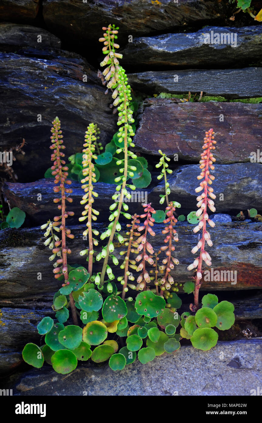Parque nacional flora hi-res stock photography and images - Alamy