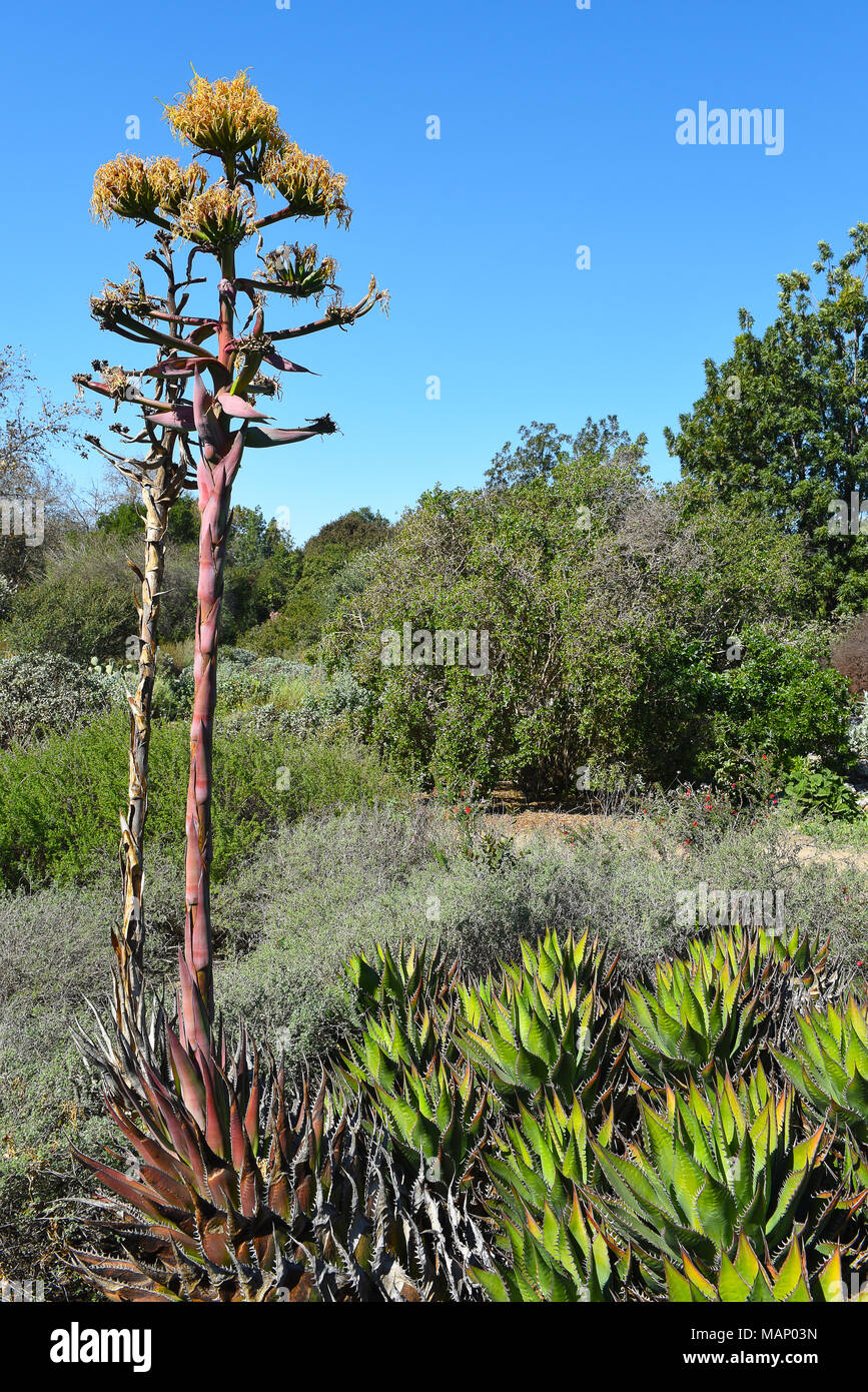 Drought tolerant landscape featuring water wise plants and succulents. Stock Photo