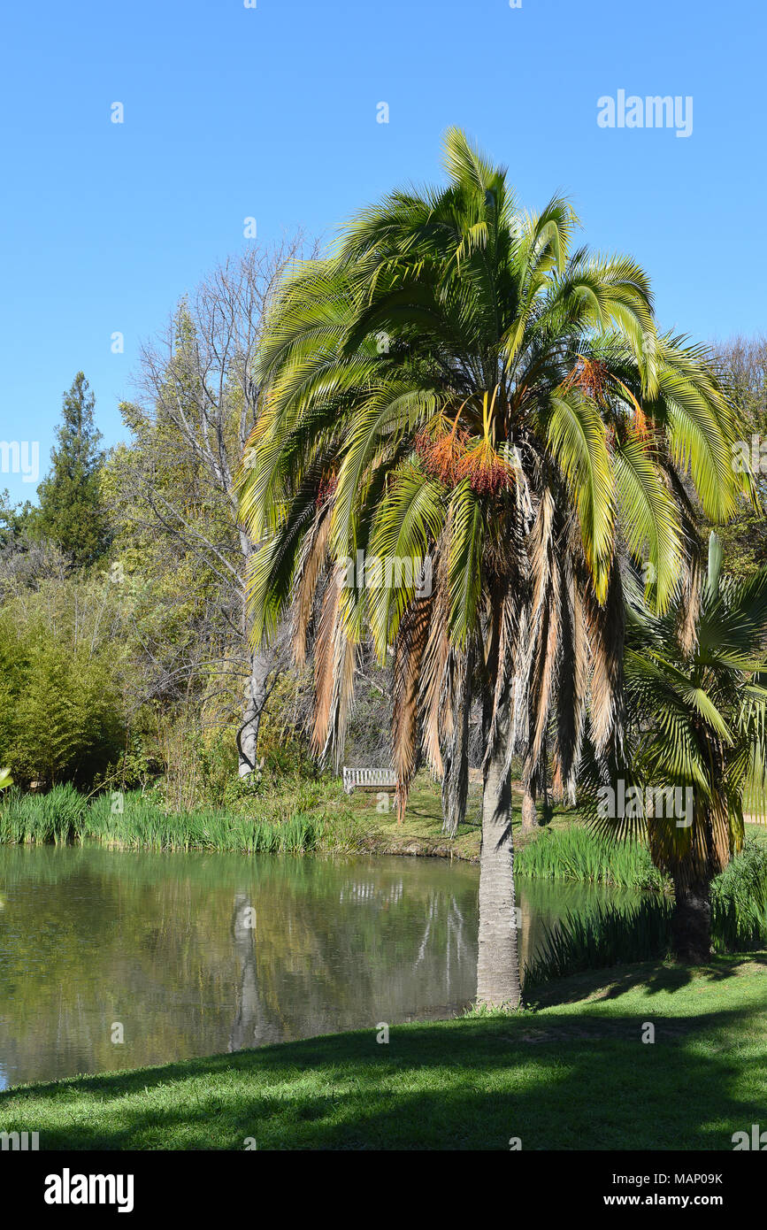 FULLERTON, CALIFORNIA FEBRUARY 7, 2018 Fullerton Arboretum pond and