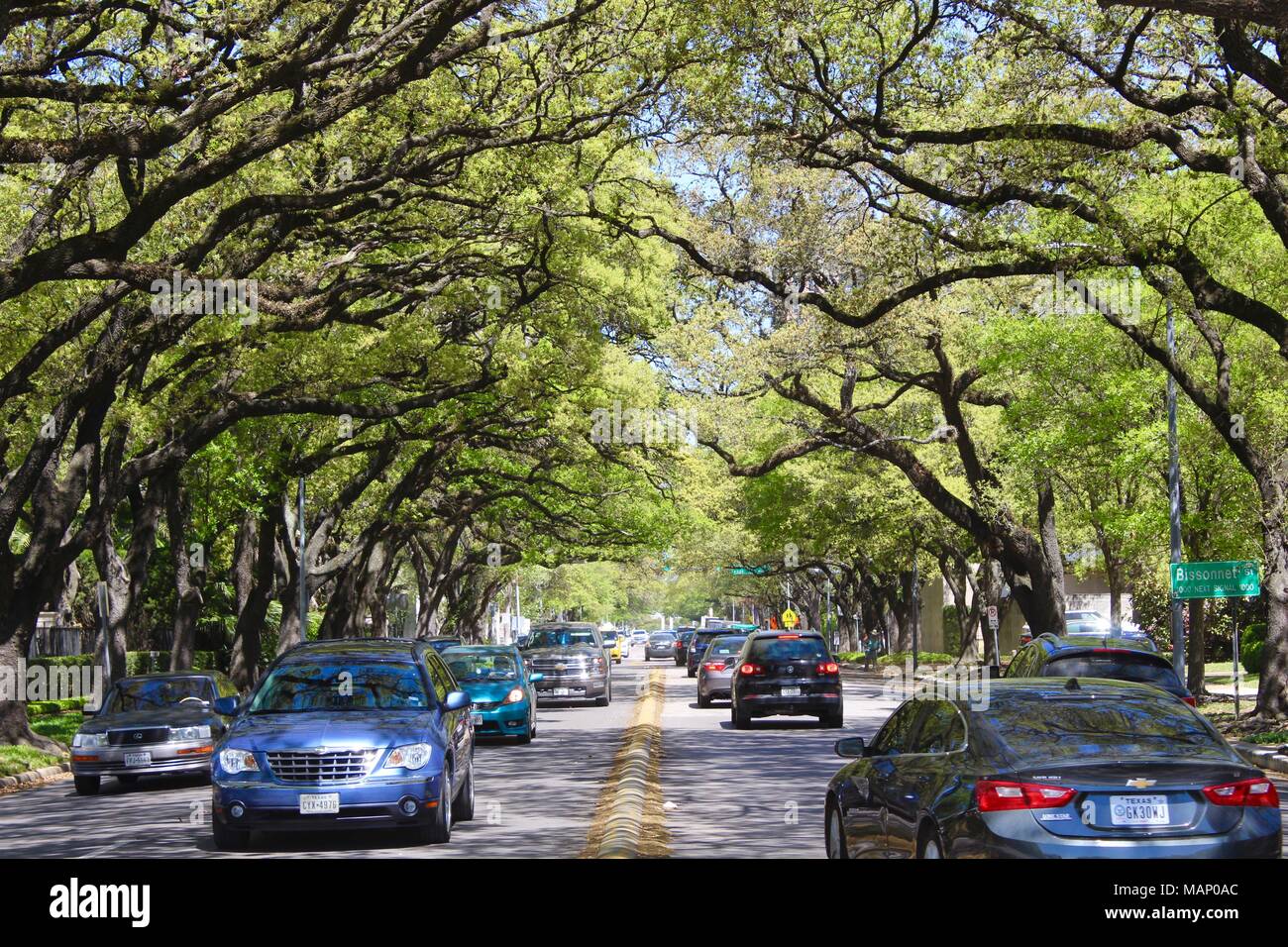 oak trees overhanging road into houston texas USA Stock Photo Alamy