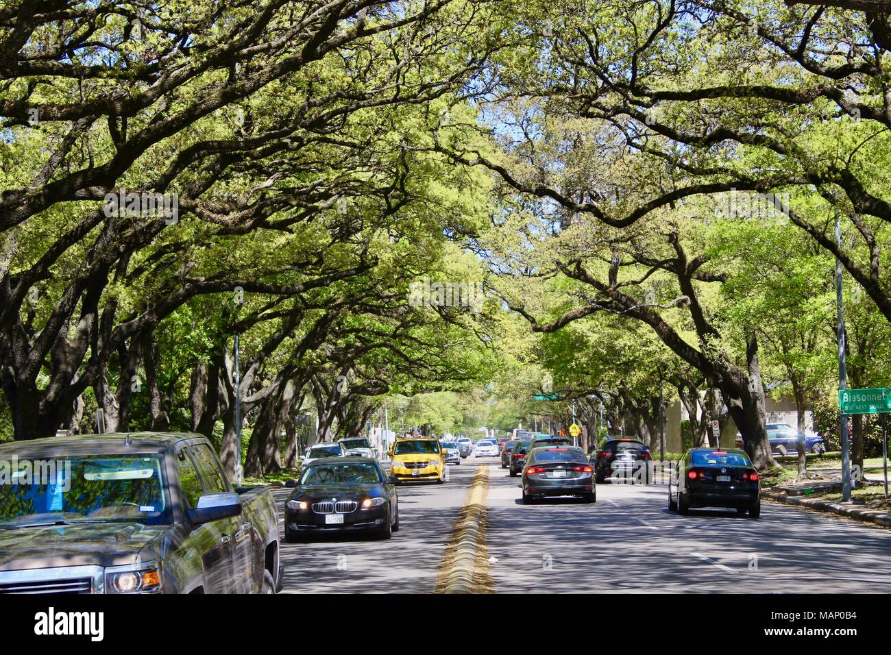 oak trees overhanging road into houston texas USA Stock Photo Alamy