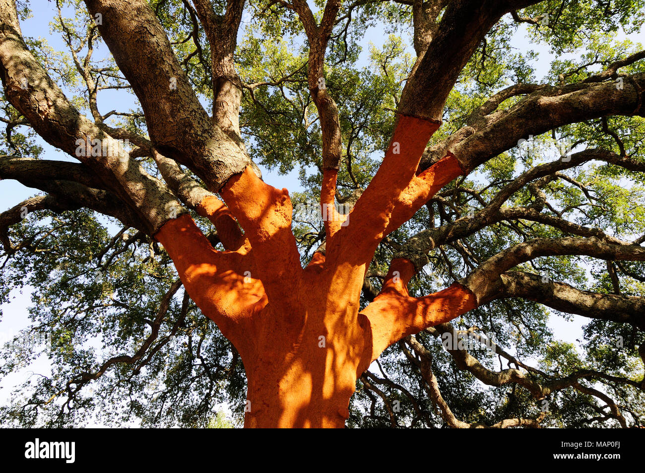 Cork tree in Alentejo. Portugal Stock Photo