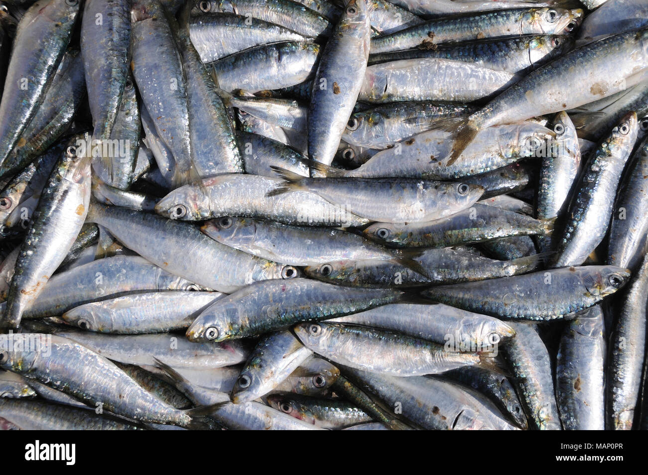 Fresh sardines. Lisbon, Portugal Stock Photo