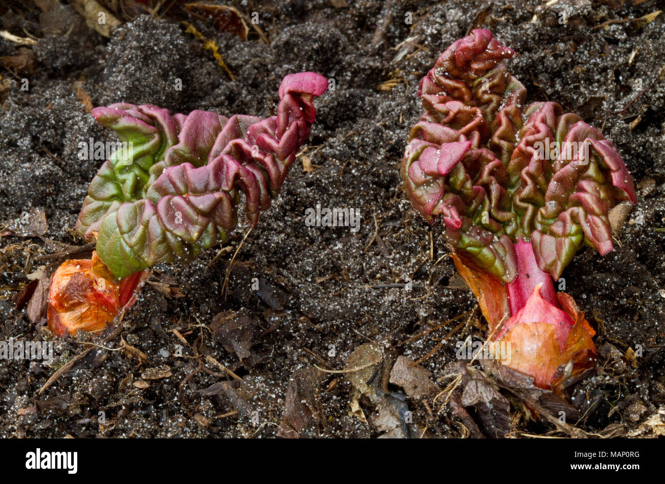 Two Rhubarb plants emerging from the soil early in spring Stock Photo