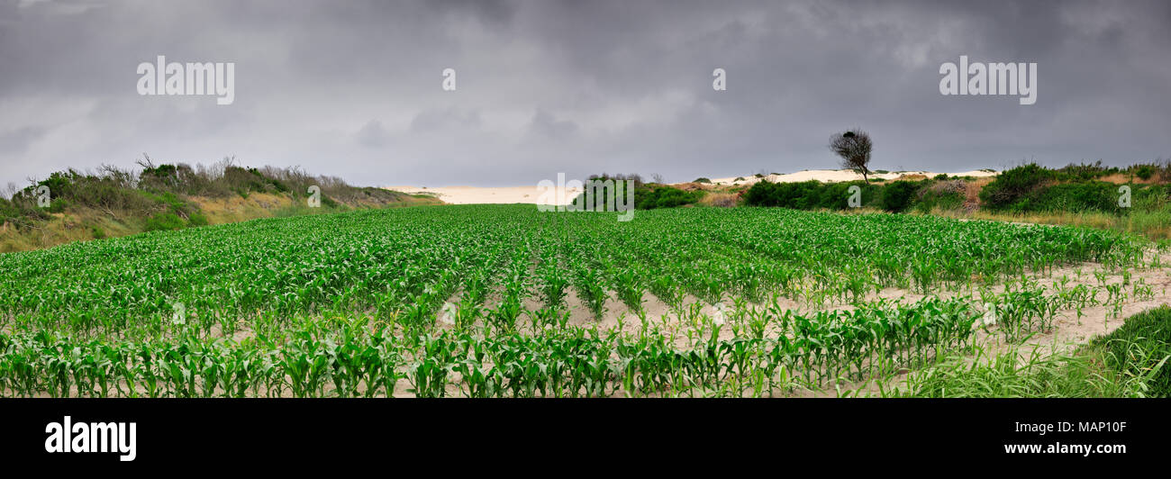 Corn fields. Vagueira, Portugal Stock Photo