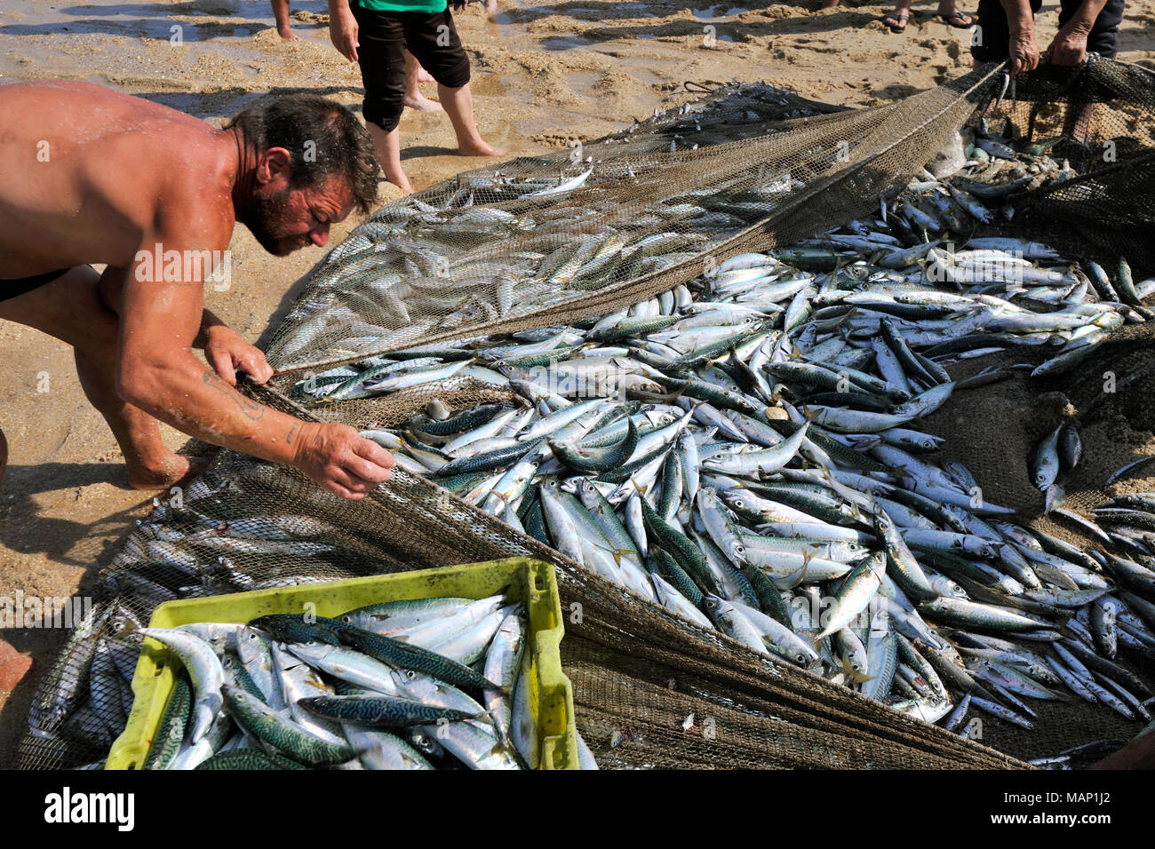 Choosing the fish they have catched, on the beach. Areão, Vagos. Portugal Stock Photo
