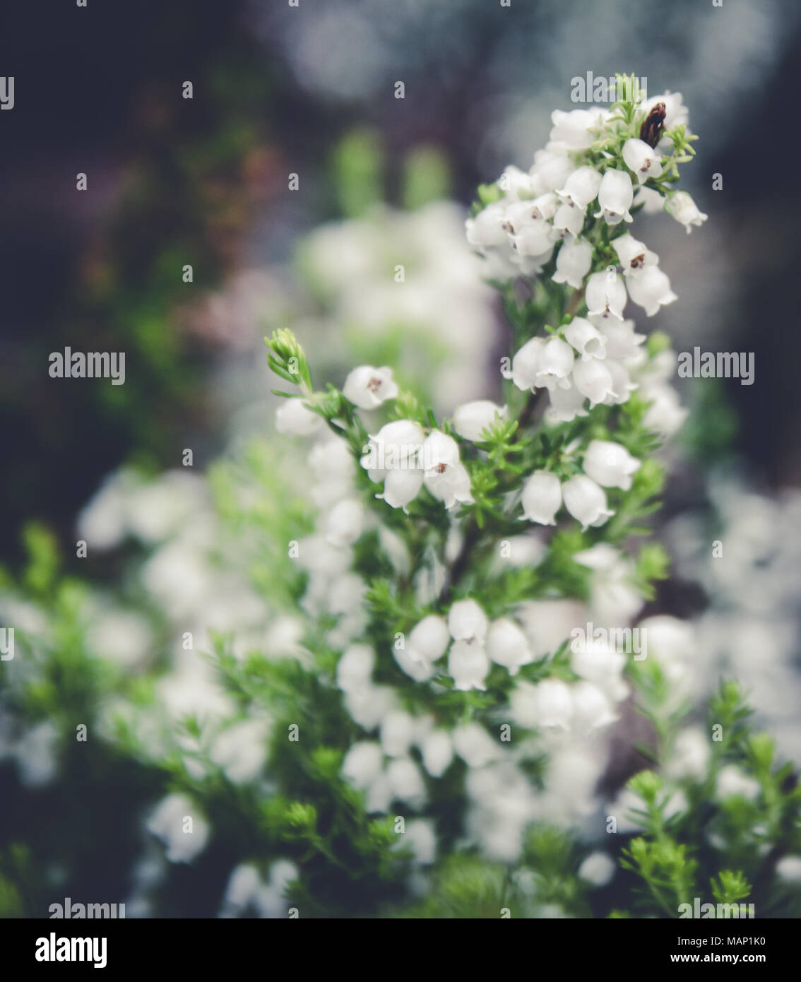 Fragile Tiny Erica Flowers in Spring vintage flower and retro styled Stock Photo