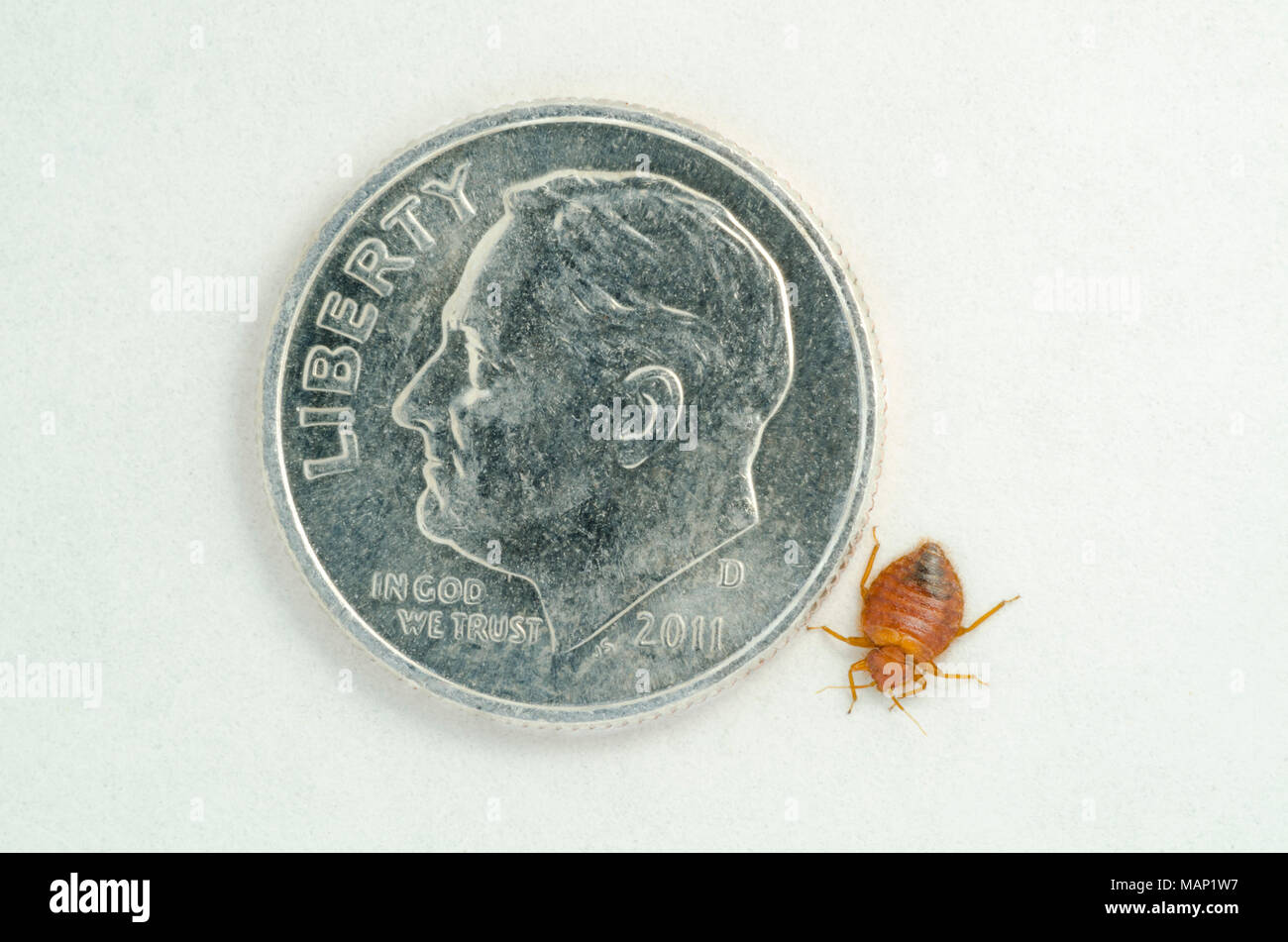 Common adult Bed bug- Bedbug (Cimex lectularius) compared to a US Roosevelt dime-10 cent coin showing relational size of insect. Stock Photo