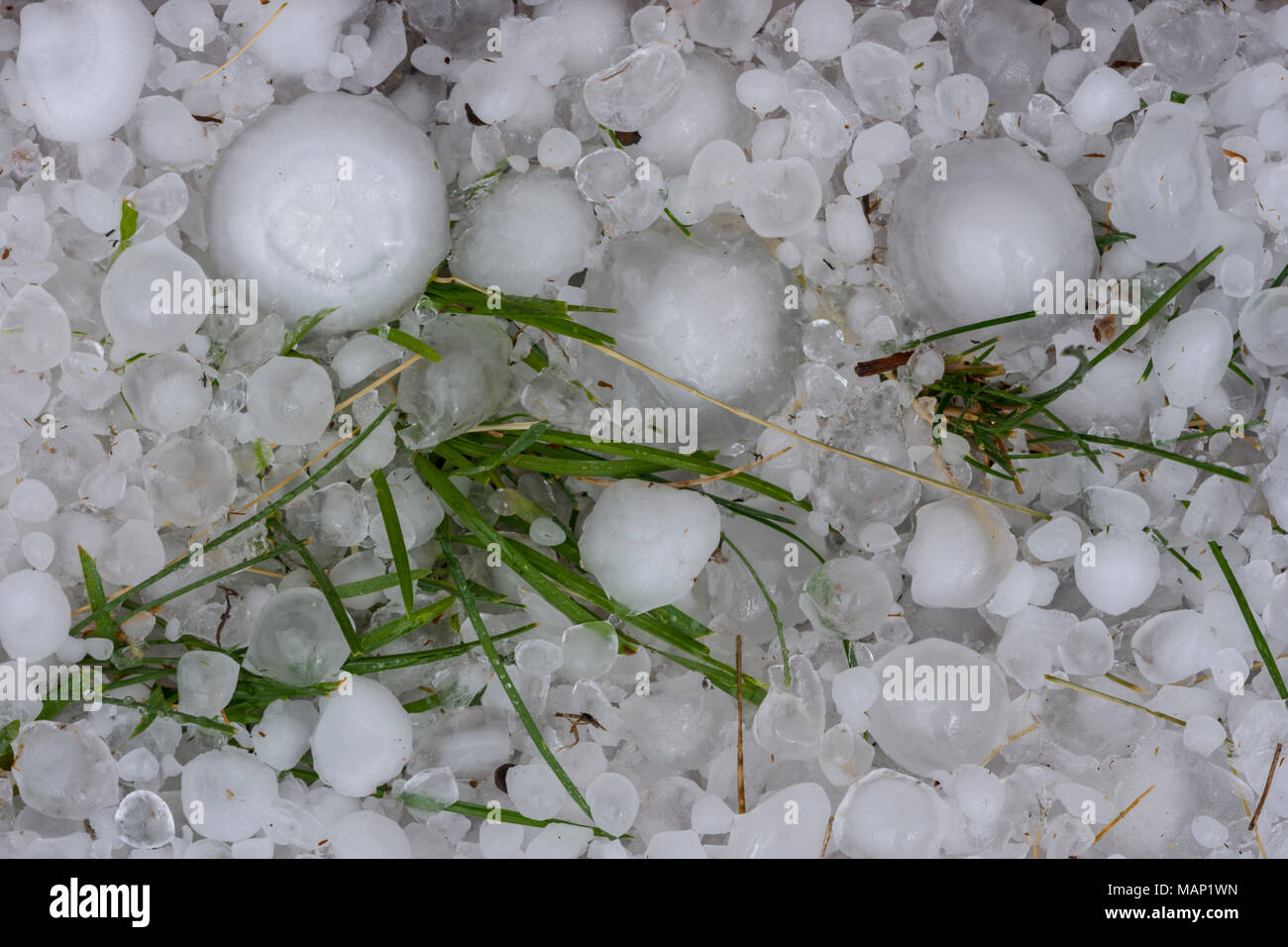 Close up of large freshly fallen hail stones in grass from massive
