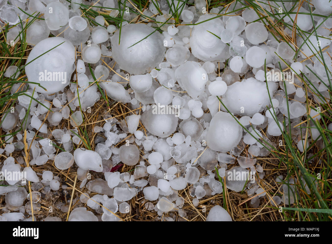 Close up of large freshly fallen hail stones in grass from massive hailstorm in Castle Rock Colorado US. The storm occurred July 1, 2016 Stock Photo