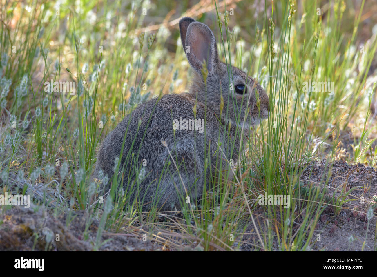 Mountain Cottontail rabbit in summer grasses, Castle Rock Colorado US