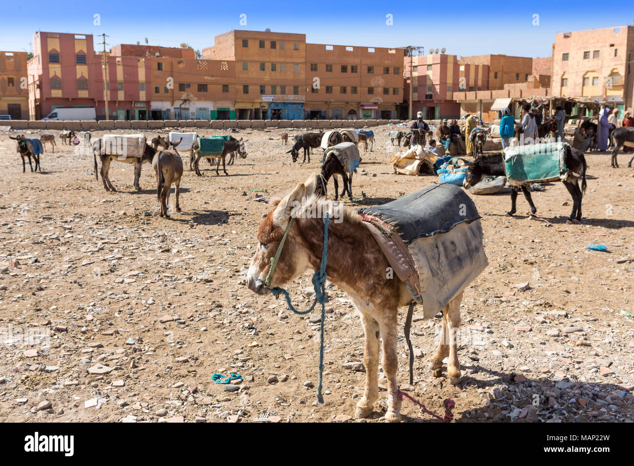 Rissani market in Morocco and the parking of donkeys and mules Stock Photo  - Alamy