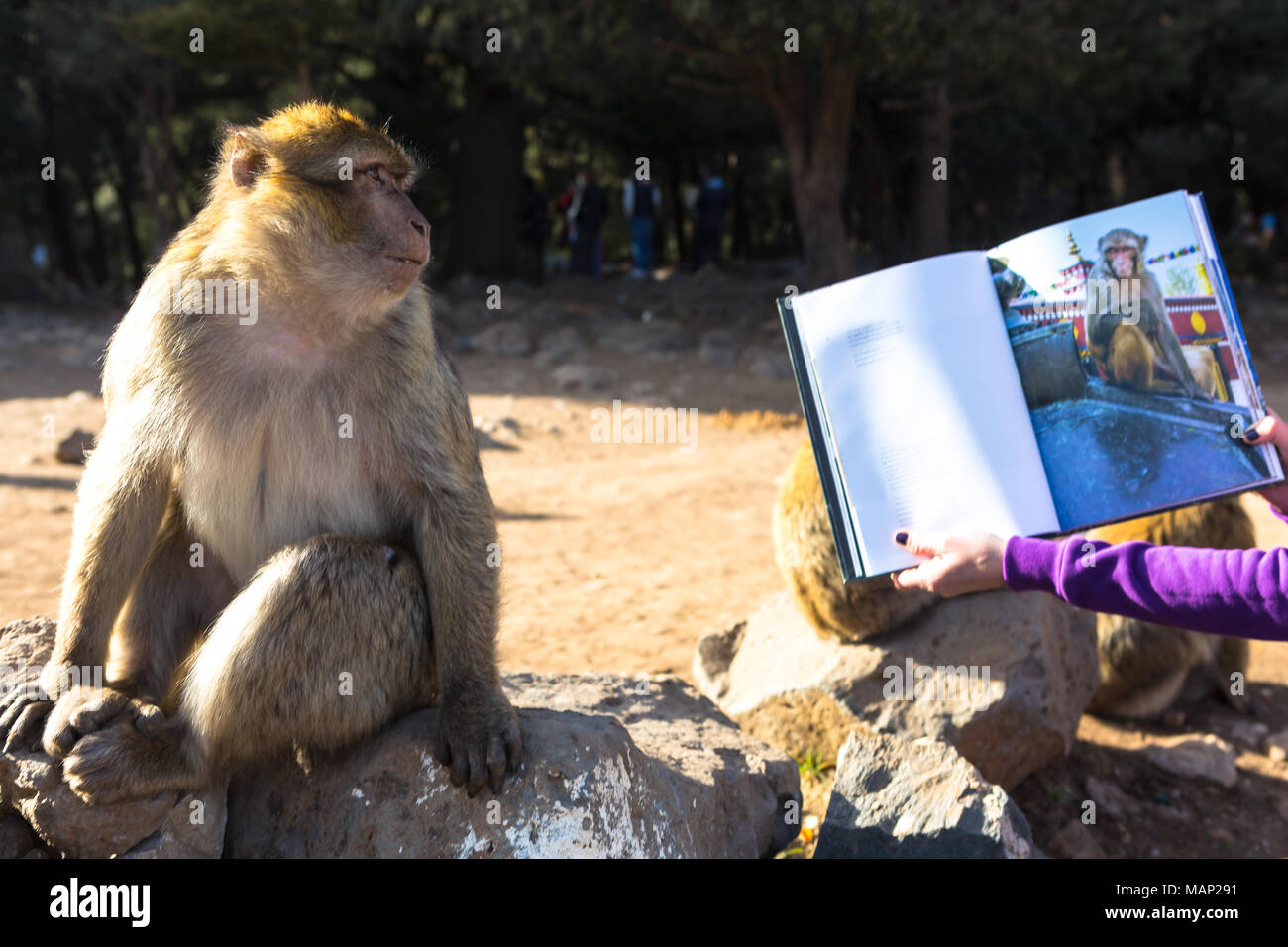 Monkey in Morocco looking at a book with the image of another monkey. Stock Photo