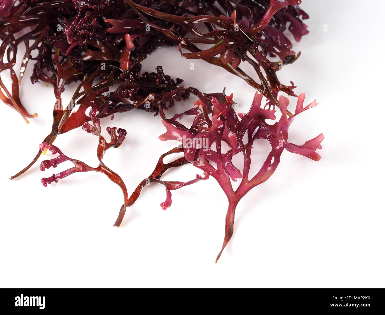 Musgo Estrellado – False Irish Moss -  Carrageen Moss  Binomial name: Mastocarpus stellatus. It is a sea vegetable or edible seaweed, ideal in prepari Stock Photo