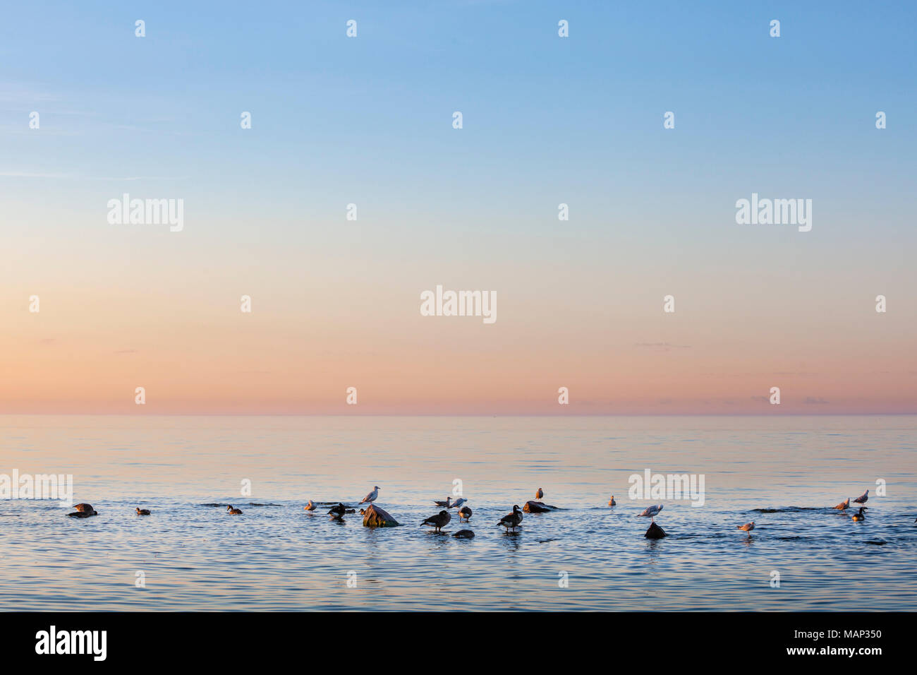 A flock of seagulls perched on rocks on Lake Ontario, Toronto. Stock Photo