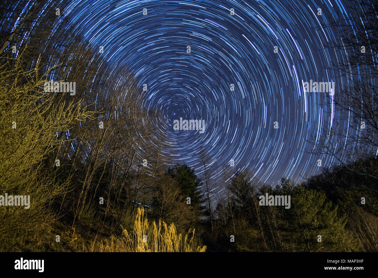 Green trees contrast against the night sky in this star trails scene. Stock Photo