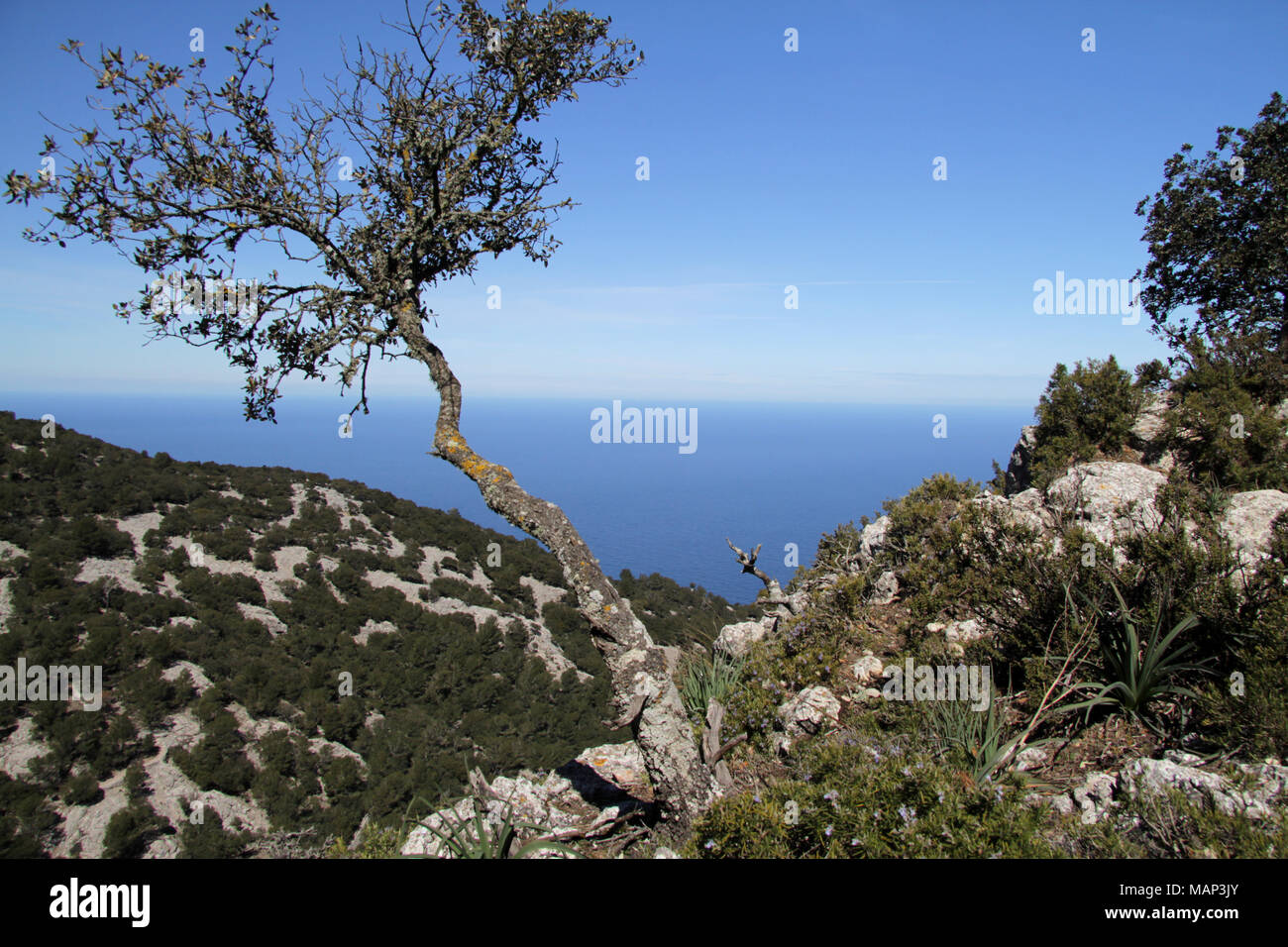 A Lonely Tree grows from a crack on a cliff, looking out over the Mediterranean Sea from the Mountains of Majorca Stock Photo