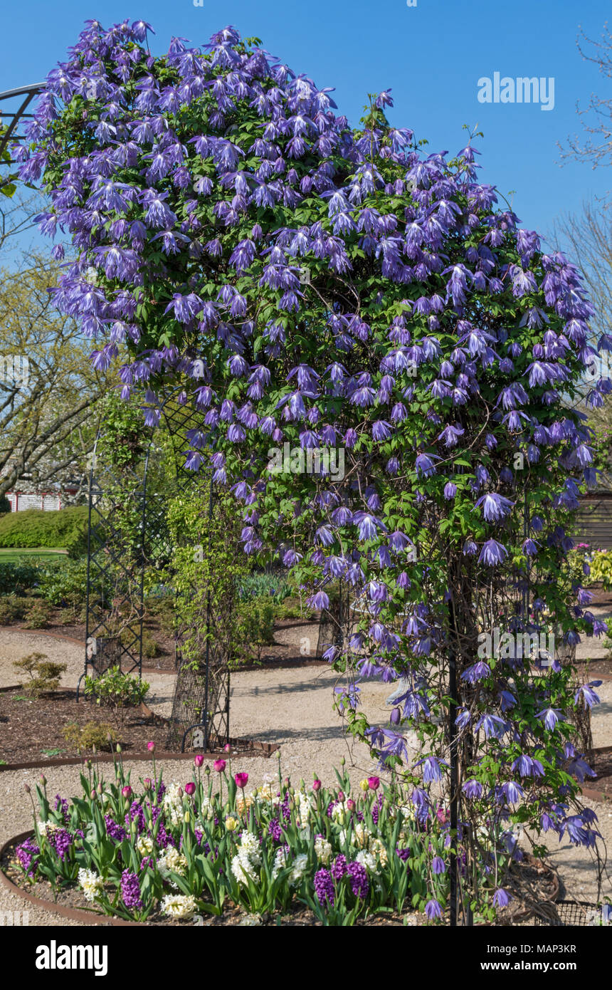 Clematis Wesselton scrambling over a metal arbour, above a bed of Spring flowers; Woburn Abbey Gardens, Bedfordshire Stock Photo