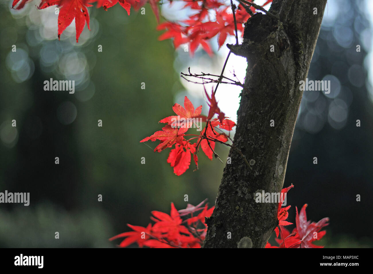red leaves of a japanese maple tree Stock Photo