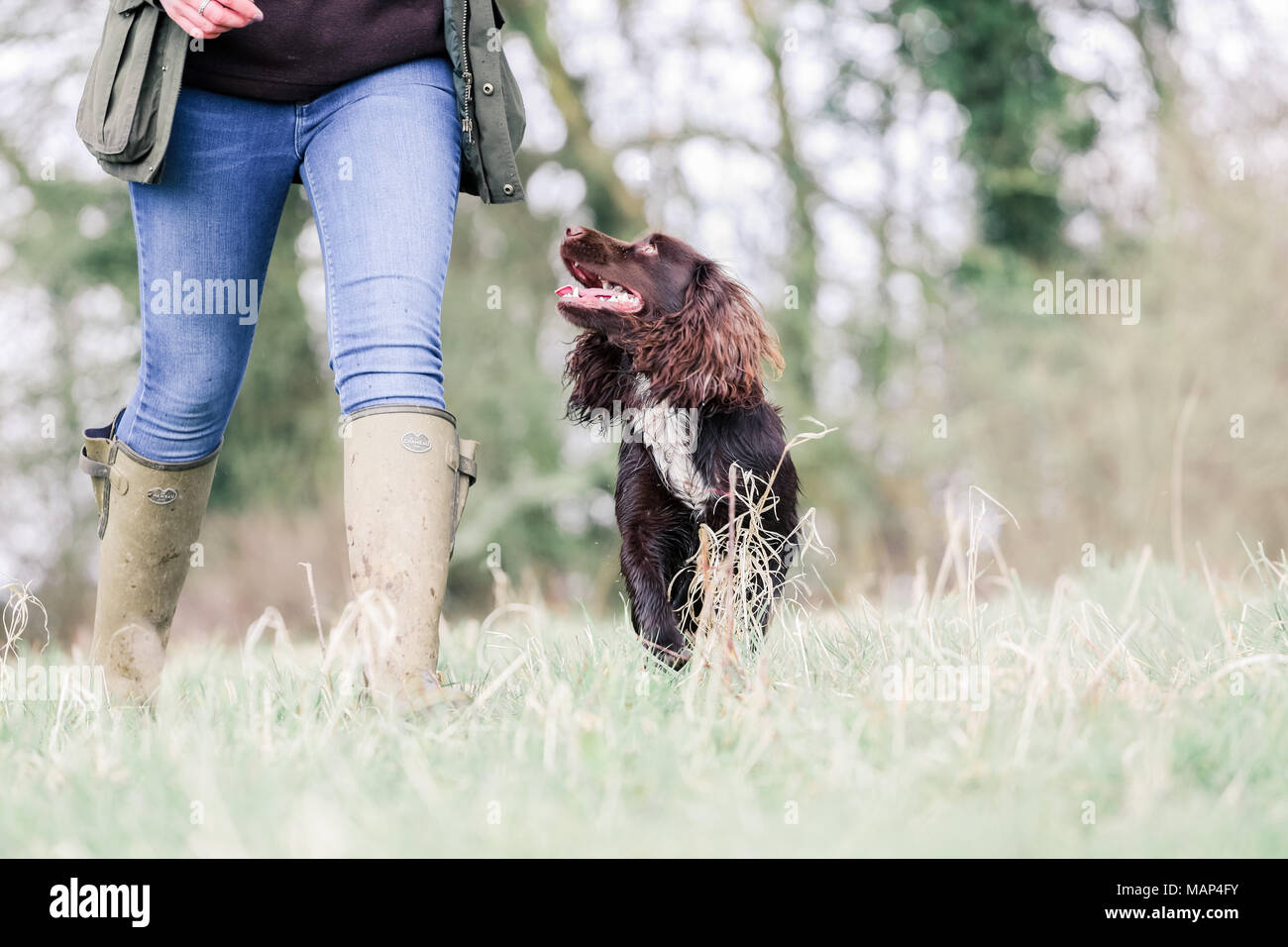 Working Cocker Spaniel dogs training in the countryside, United Kingdom Stock Photo