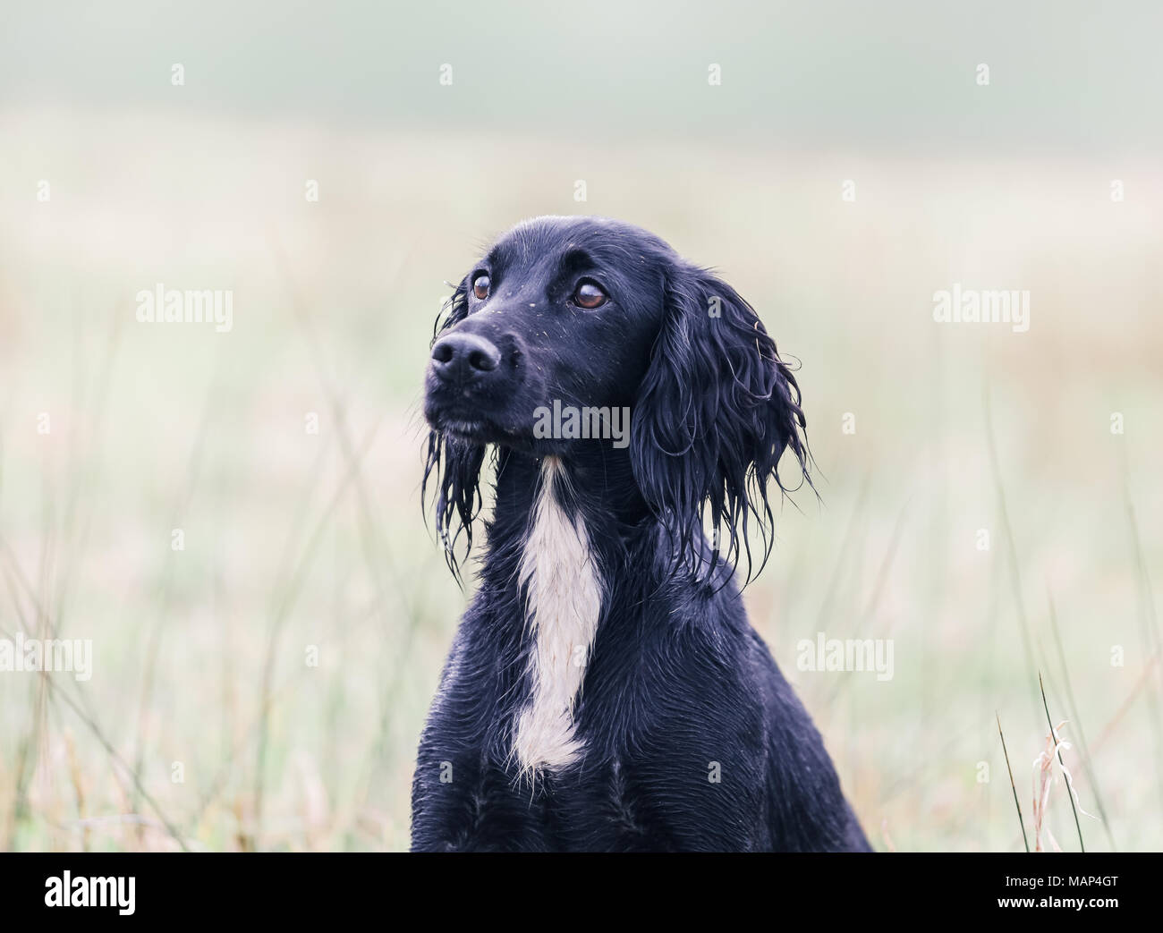 Working Cocker Spaniel dogs training in the countryside, United Kingdom